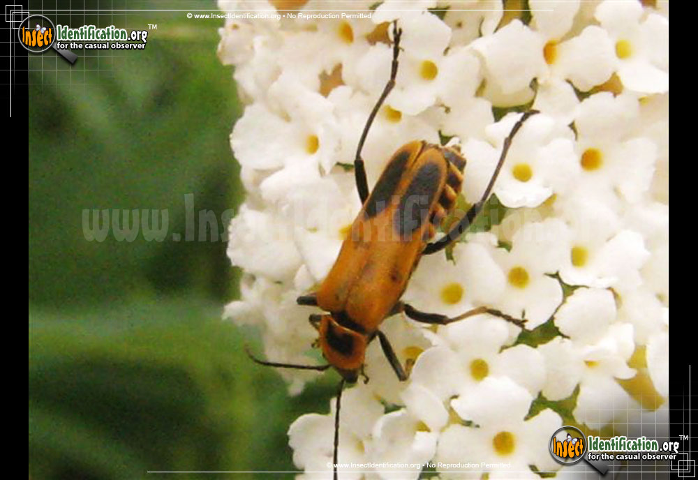 Full-sized image of the Pennsylvania-Leatherwing-Beetle