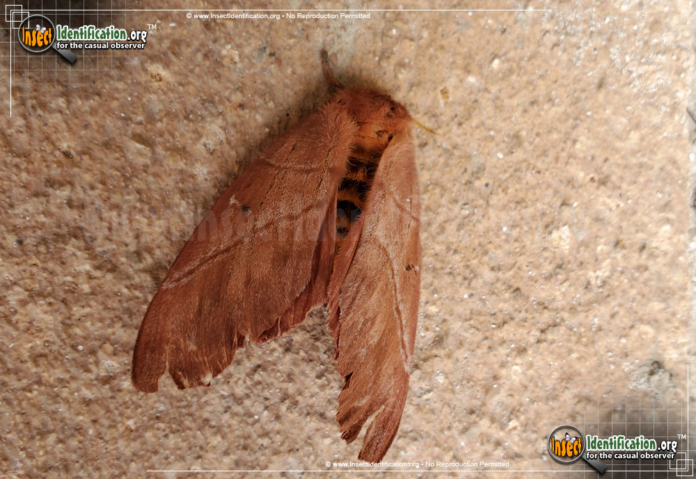 Full-sized image #2 of the Periphoba-Arcaei-Moth