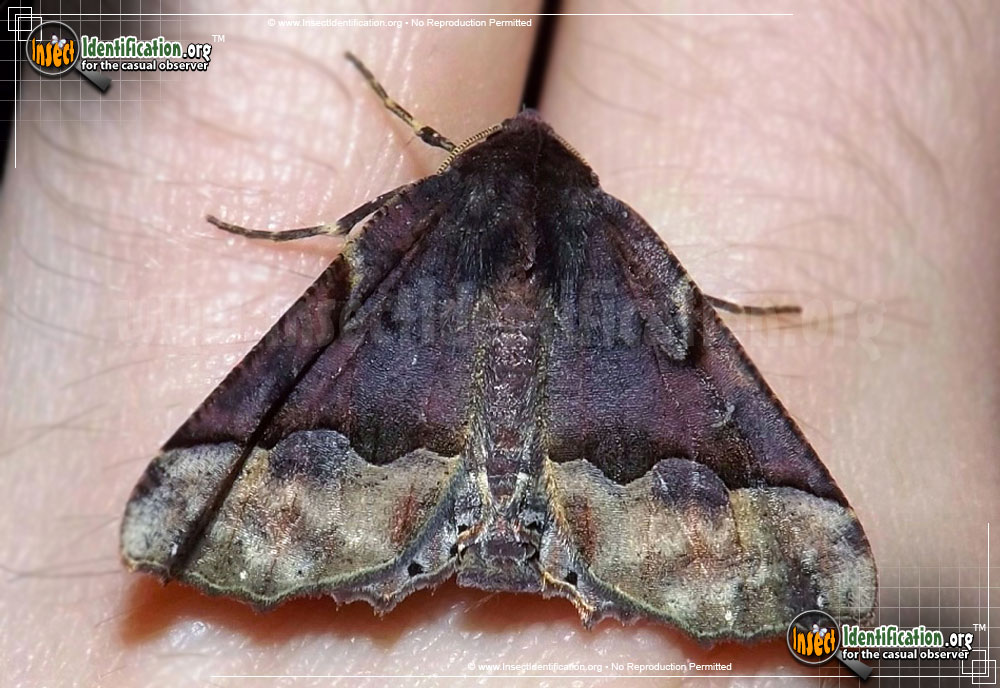 Full-sized image of the Pero-Moth