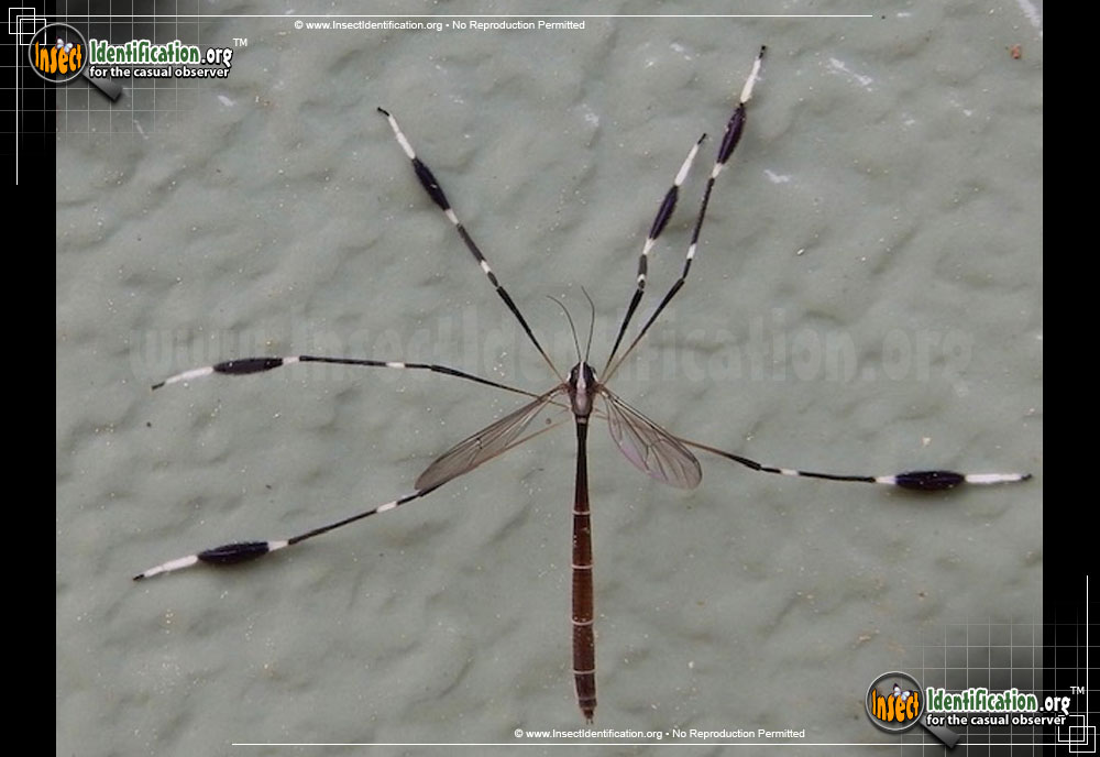 Full-sized image of the Eastern Phantom-Crane-fly