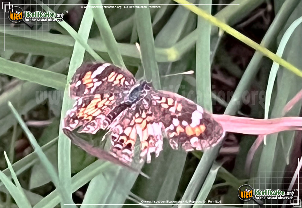 Full-sized image of the Phaon-Crescent-Butterfly