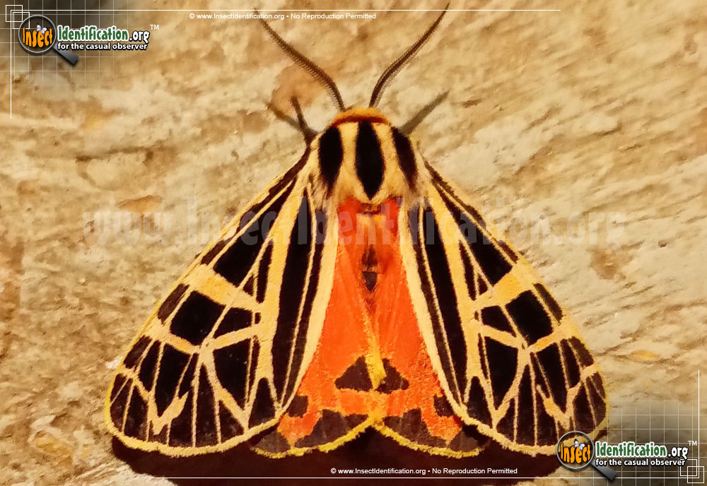 Full-sized image of the Phyllira-Tiger-Moth