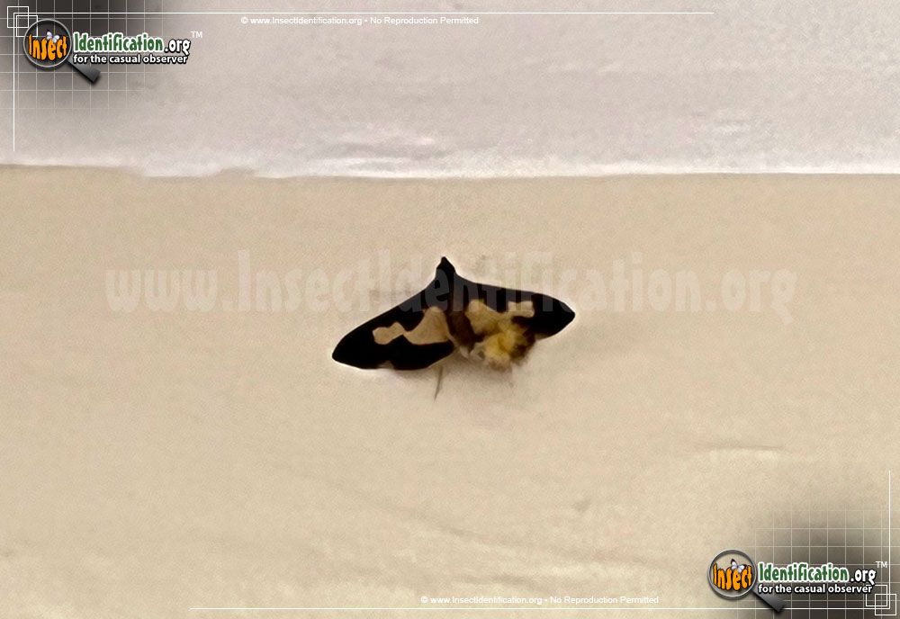 Full-sized image of the Pickleworm-Moth