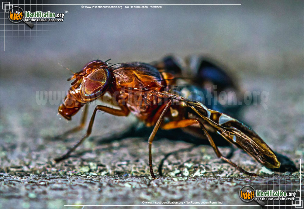 Full-sized image #5 of the Picture-Winged-Fly