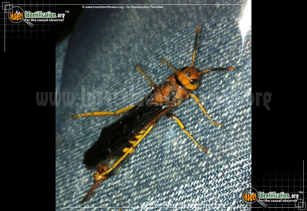 Full-sized image #5 of the Pigeon-Tremex