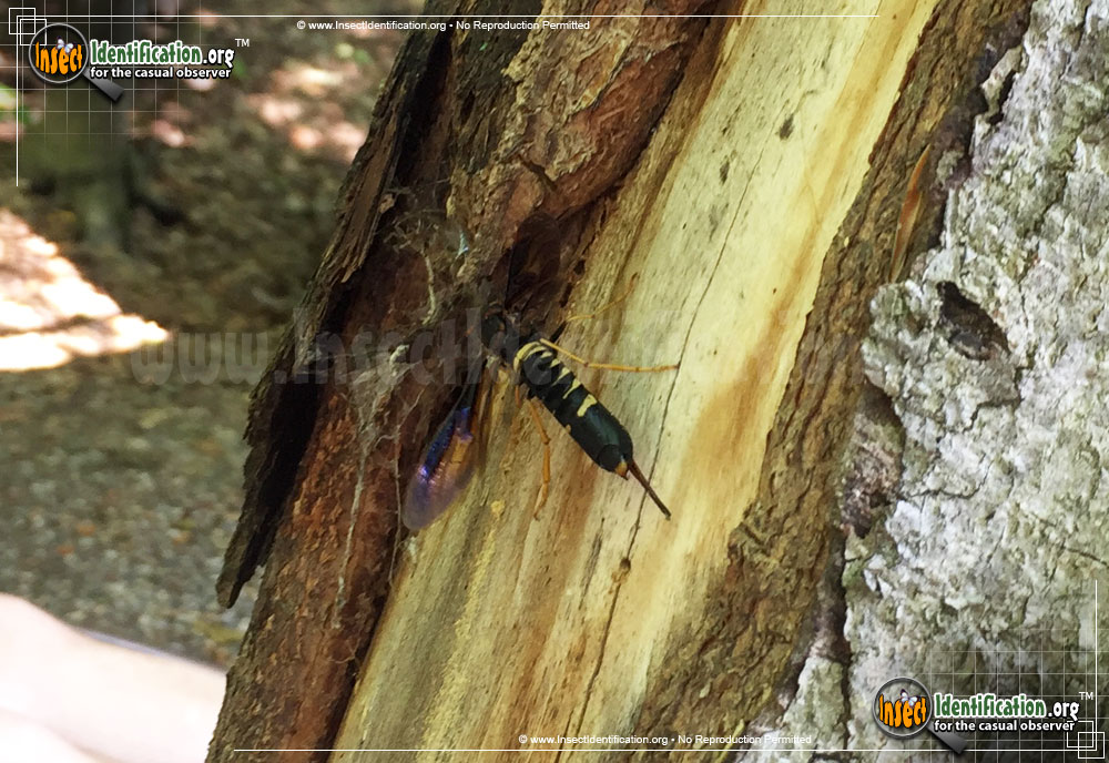 Full-sized image #7 of the Pigeon-Tremex