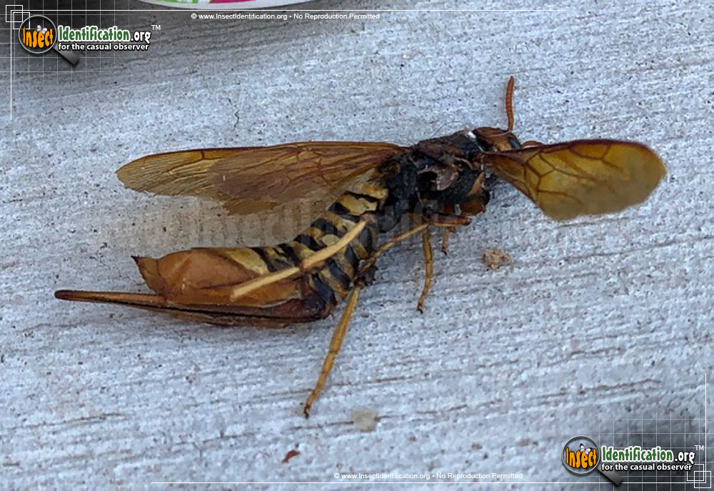 Full-sized image #9 of the Pigeon-Tremex