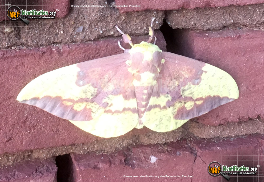 Full-sized image of the Pine-Imperial-Moth