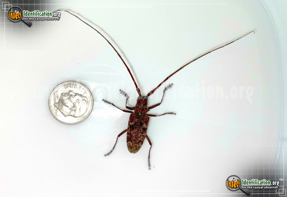 Full-sized image of the Pine-Sawyer-Beetle-Obtusus