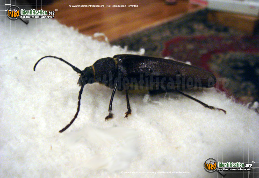 Full-sized image of the Pine-Sawyer-Beetle