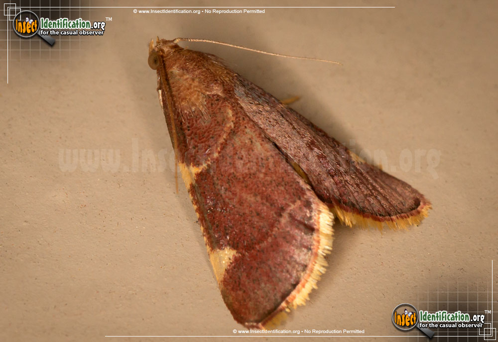 Full-sized image of the Pink-Fringed-Dolichomia-Moth