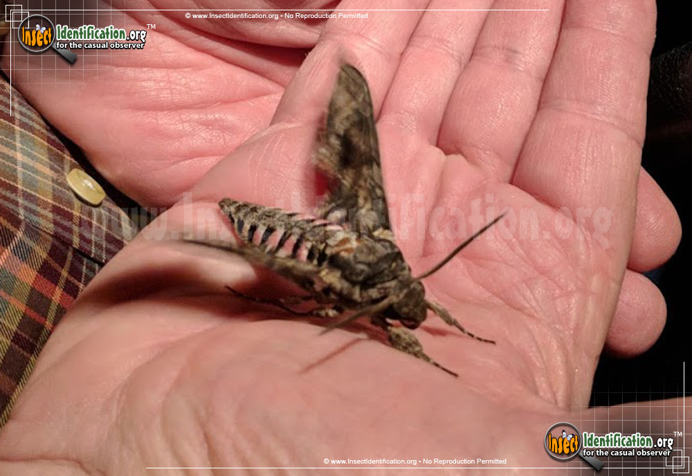 Full-sized image of the Pink-Spotted-Hawkmoth