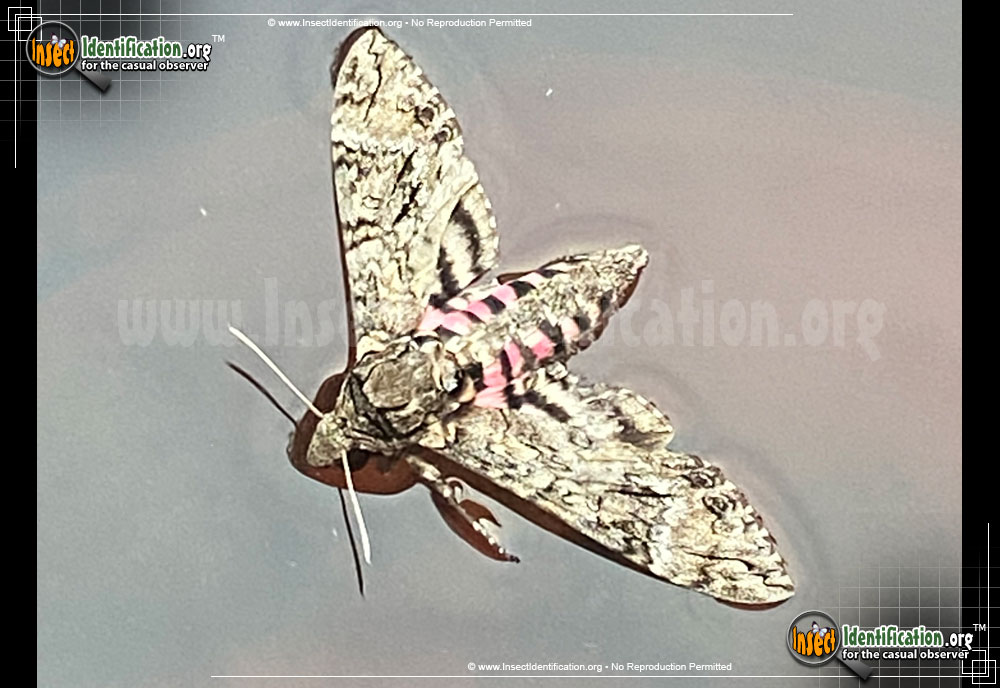 Full-sized image #4 of the Pink-Spotted-Hawkmoth
