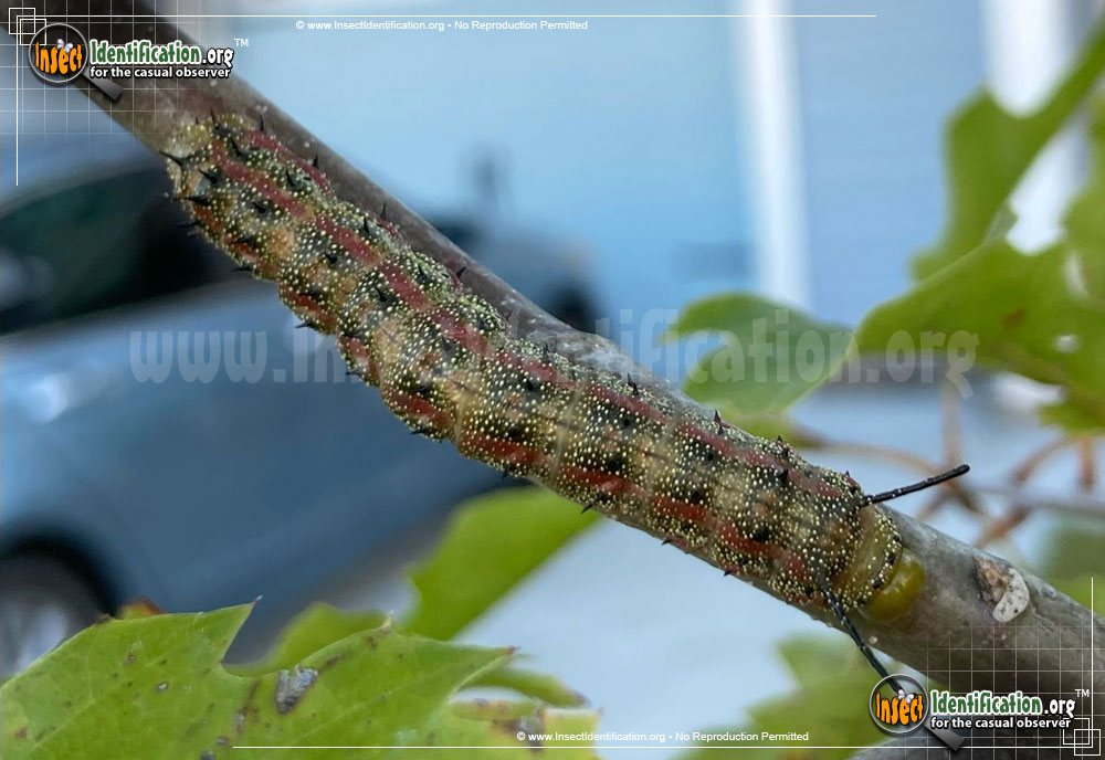 Full-sized image #2 of the Pink-Striped-Oakworm-Moth