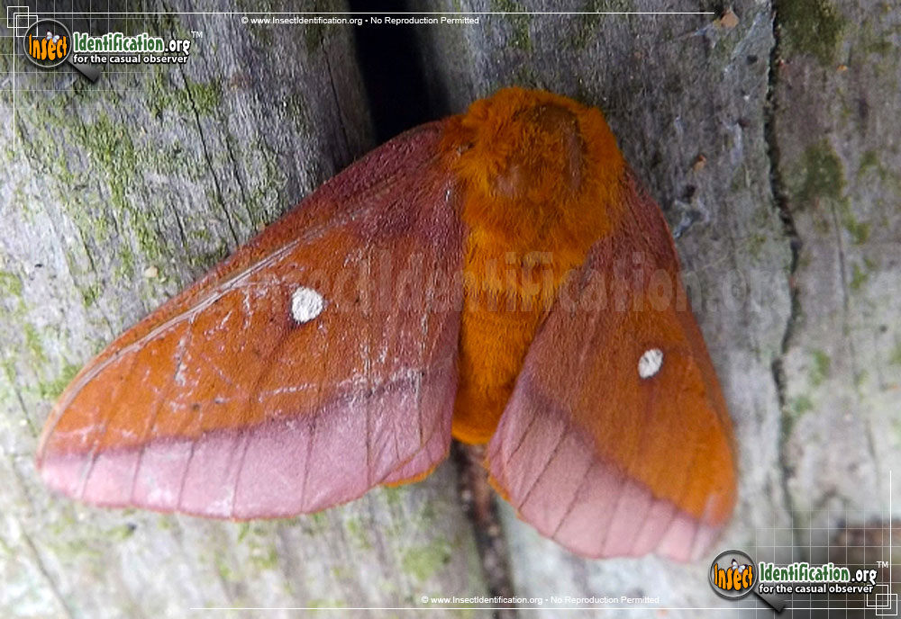 Full-sized image of the Pink-Striped-Oakworm-Moth