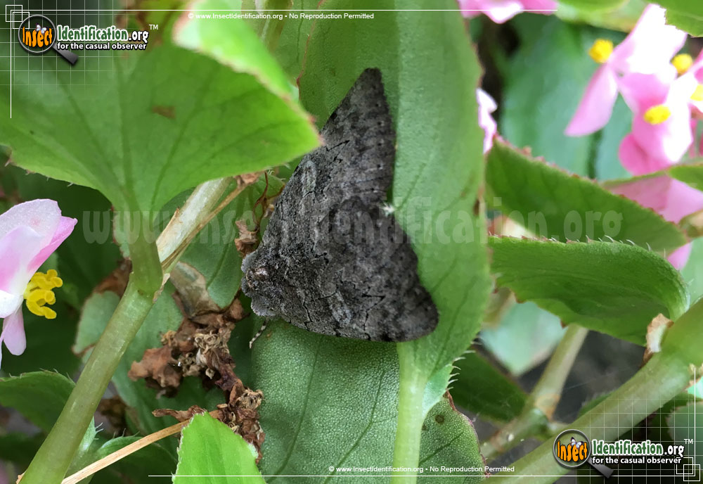 Full-sized image #3 of the Pink-Underwing-Moth