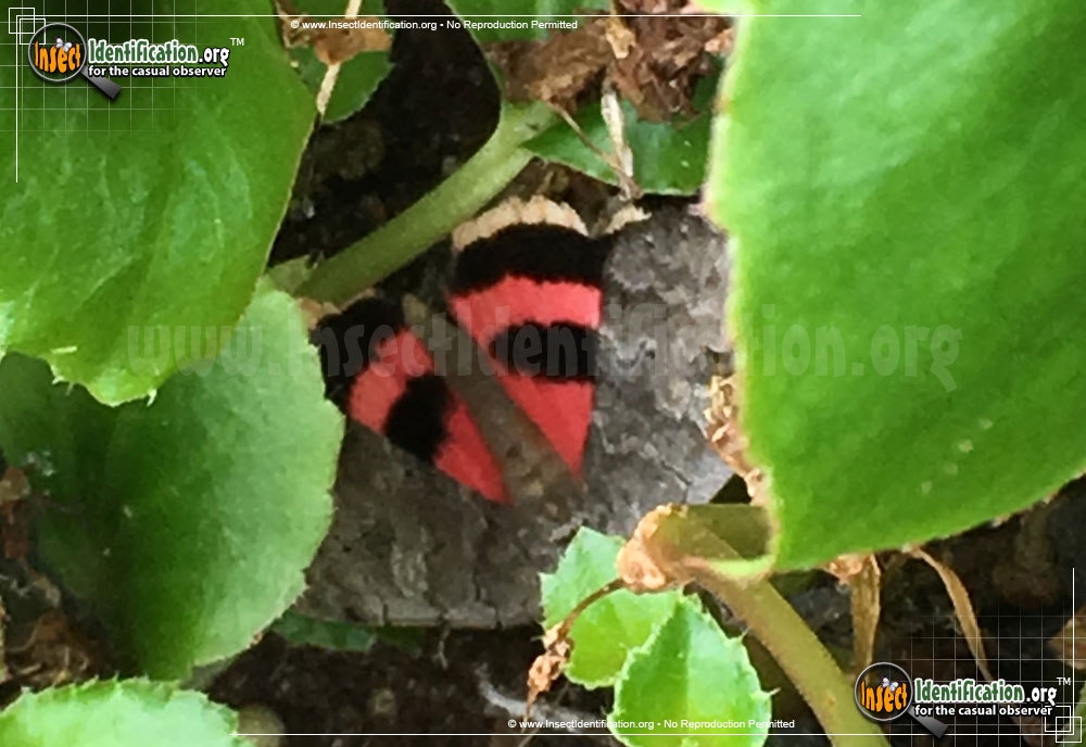 Full-sized image of the Pink-Underwing-Moth