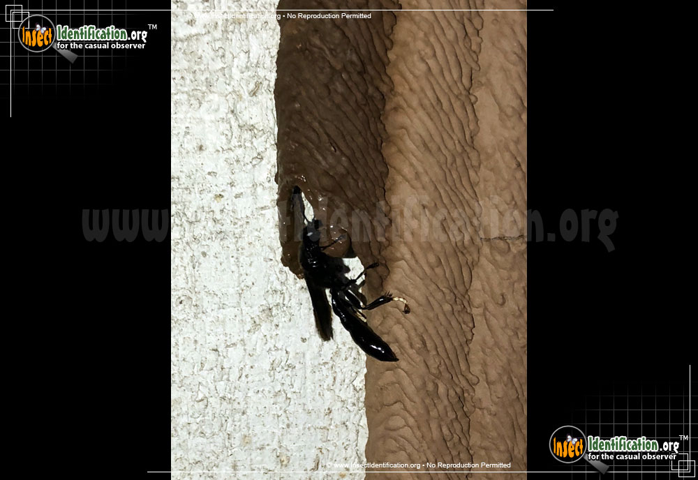 Full-sized image #2 of the Pipe-Organ-Mud-Dauber-Wasp
