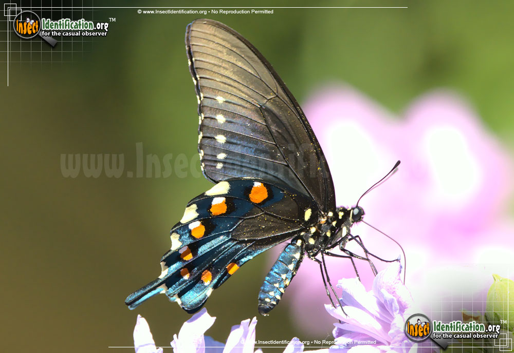 Full-sized image #11 of the Pipevine-Swallowtail