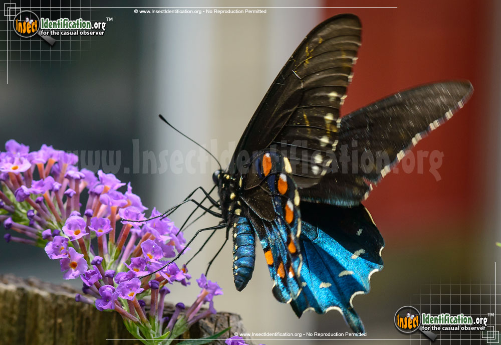 Full-sized image #3 of the Pipevine-Swallowtail