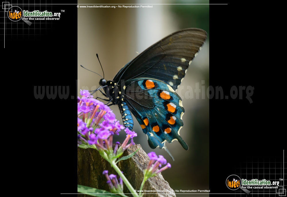 Full-sized image of the Pipevine-Swallowtail