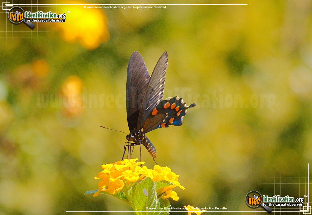 Full-sized image #4 of the Pipevine-Swallowtail