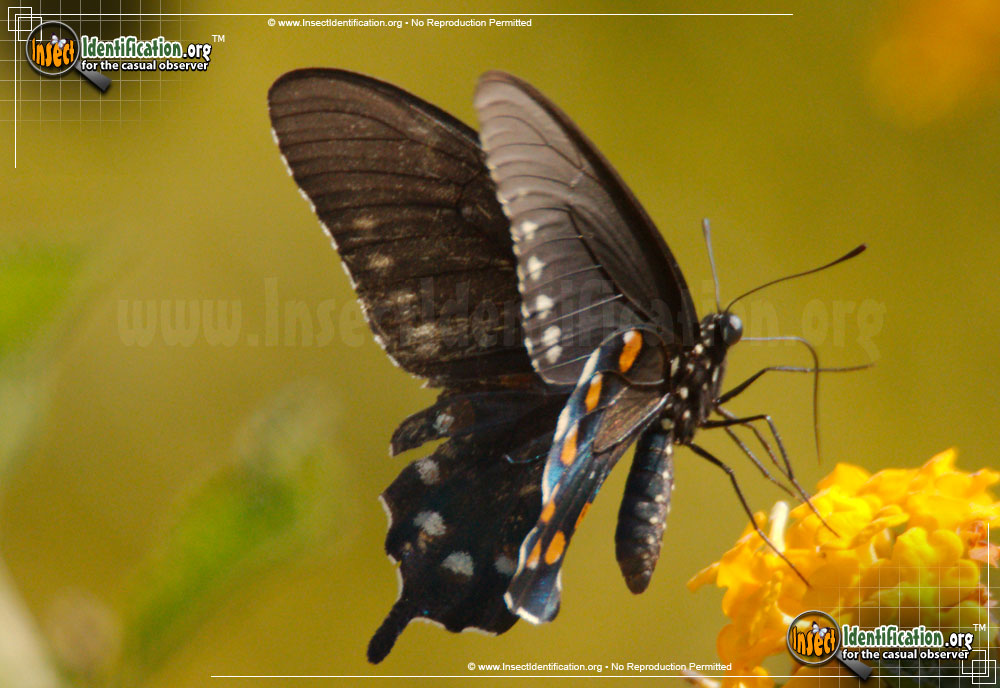 Full-sized image #8 of the Pipevine-Swallowtail