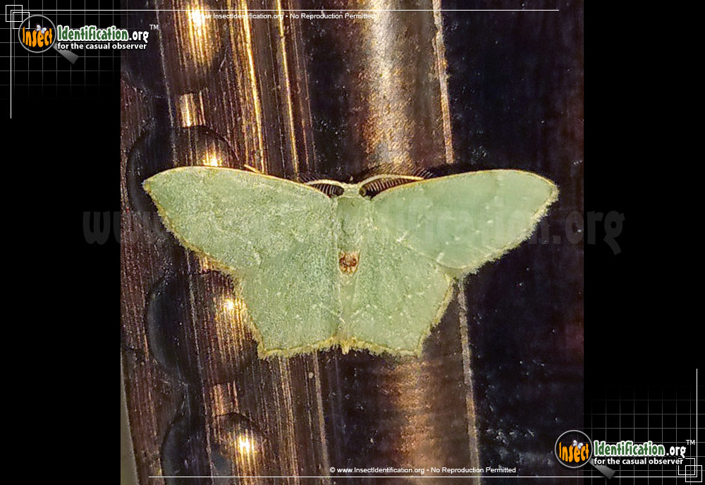Full-sized image of the Pistachio-Emerald-Moth