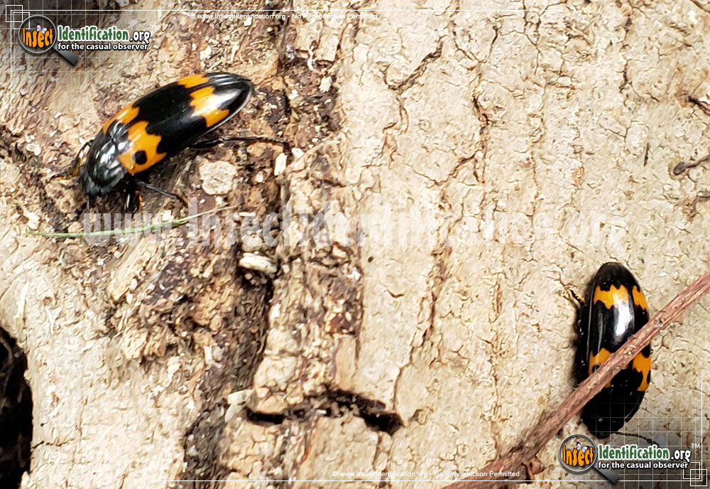 Pleasing Fungus Beetle