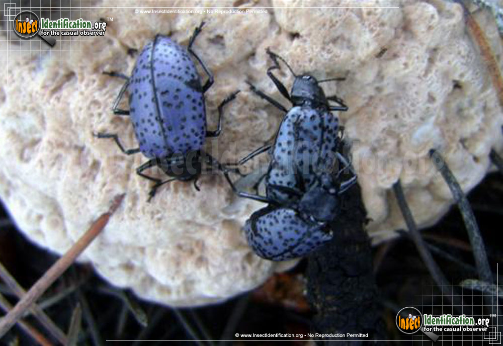 Full-sized image #2 of the Pleasing-Fungus-Beetle