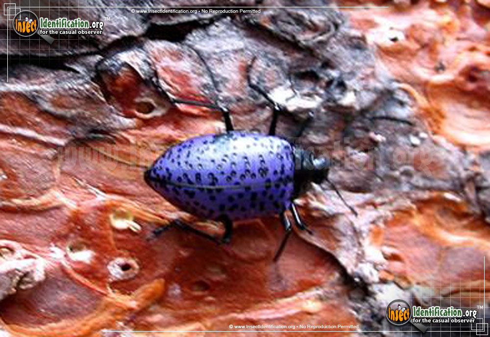 Full-sized image #3 of the Pleasing-Fungus-Beetle