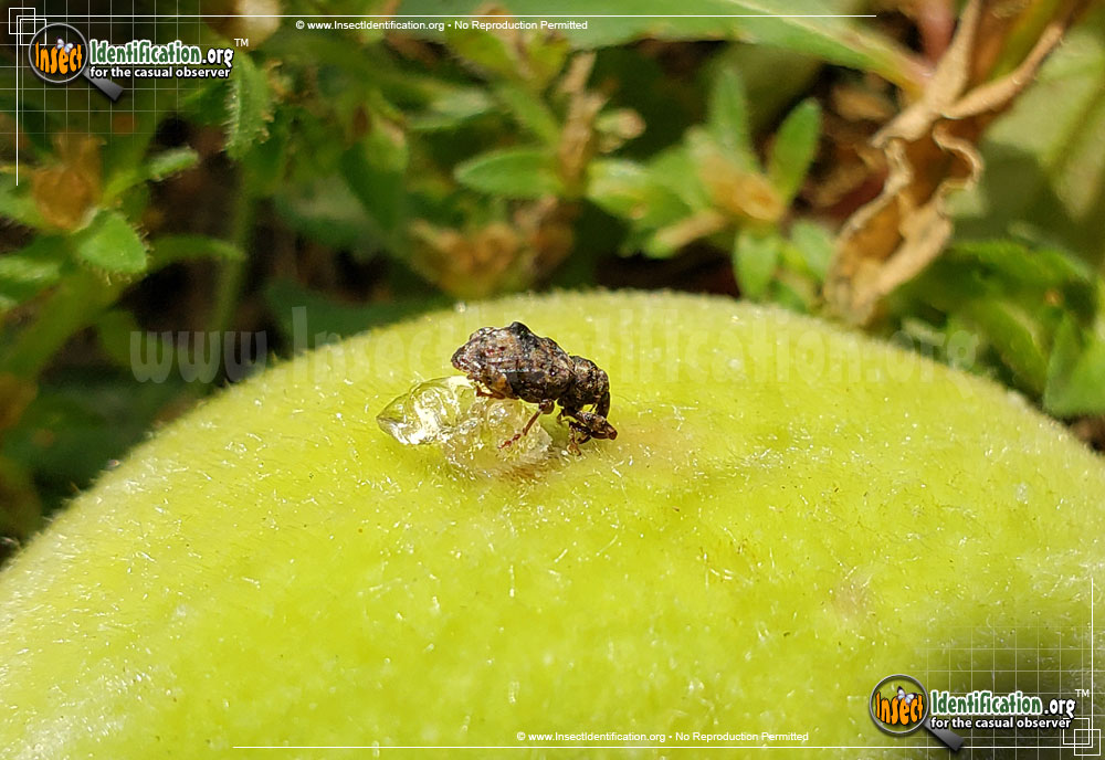Full-sized image #4 of the Plum-Curculio-Weevil-Beetle