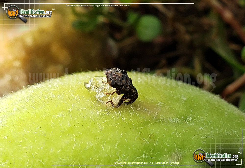 Full-sized image #3 of the Plum-Curculio-Weevil-Beetle