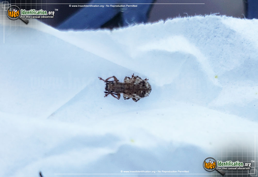Full-sized image of the Plum-Curculio-Weevil-Beetle