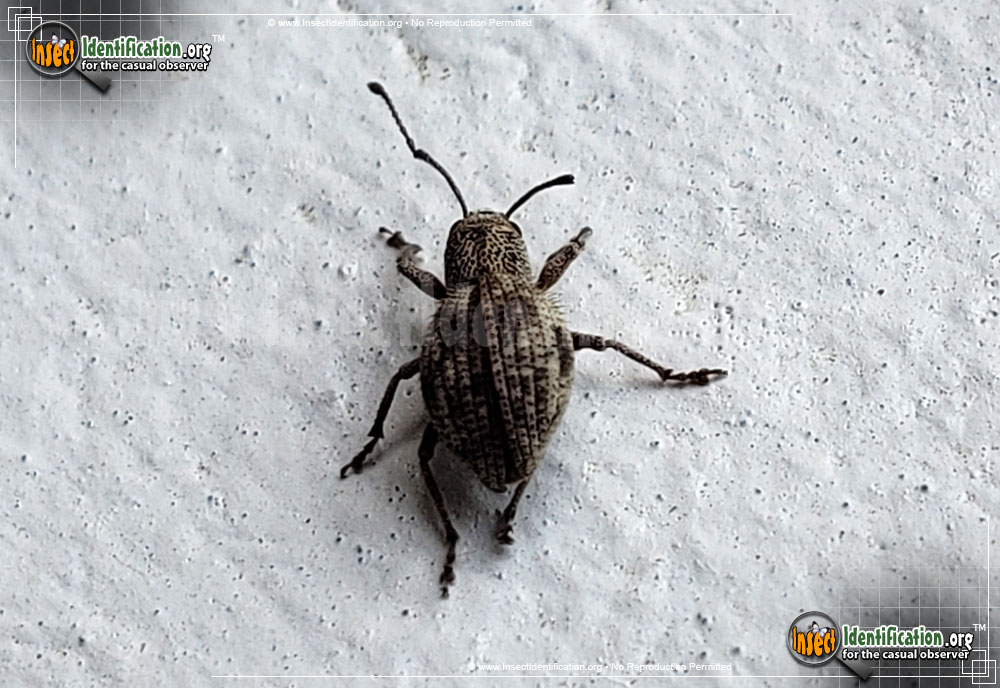 Full-sized image of the Plum-Curculio-Weevil-Beetle