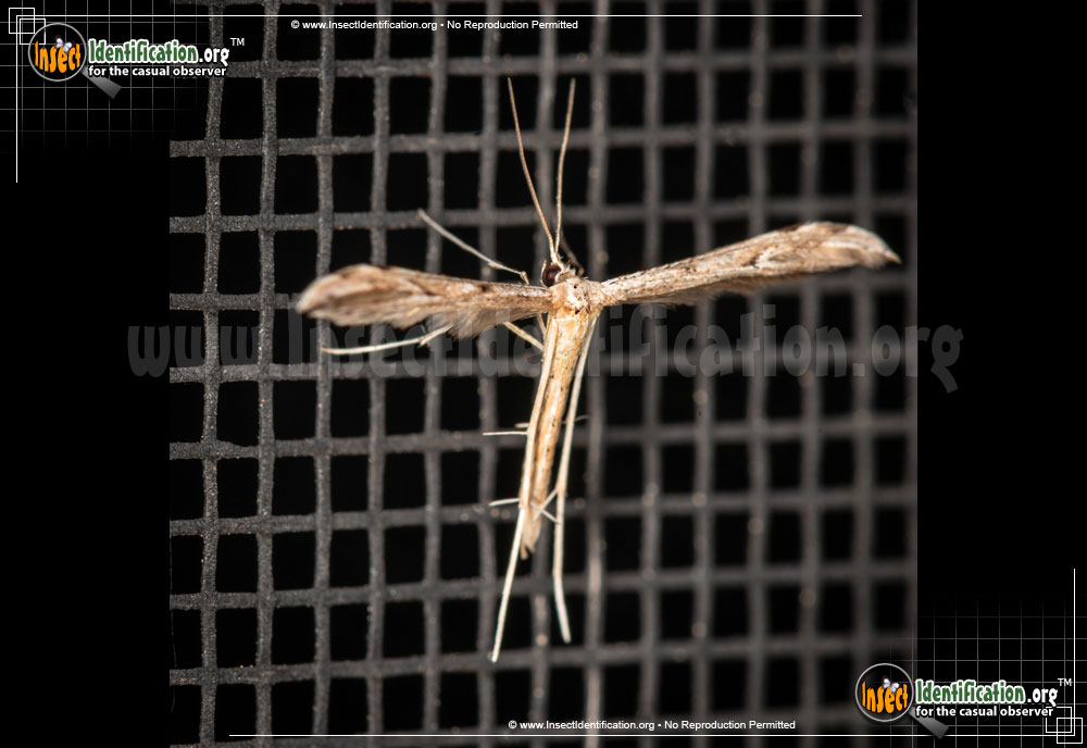 Full-sized image #2 of the Plume-Moth
