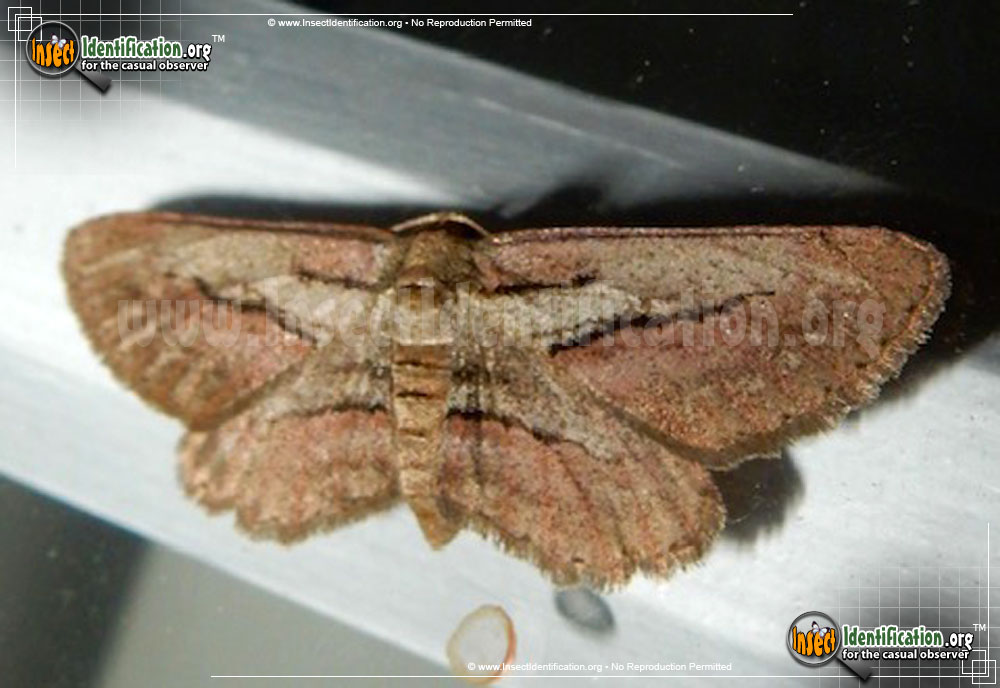 Full-sized image of the Plumose-Gray-Moth