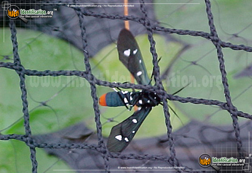 Full-sized image #4 of the Polka-Dot-Wasp-Moth