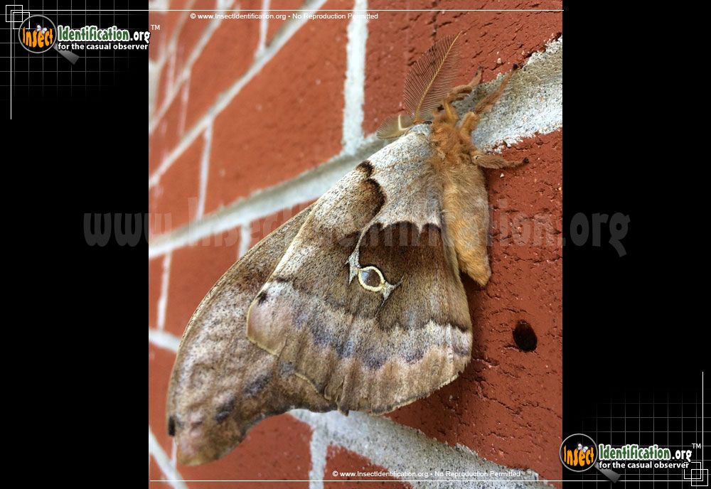 Full-sized image #4 of the Polyphemus-Moth