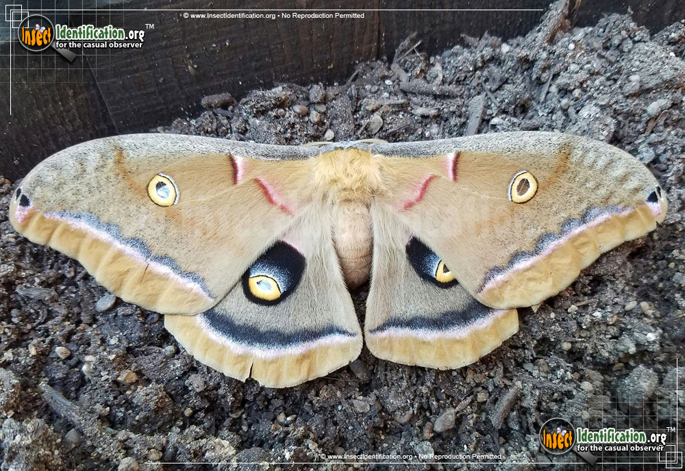 Full-sized image #6 of the Polyphemus-Moth