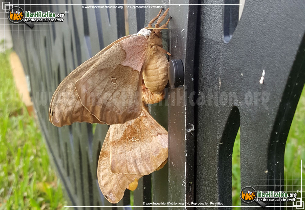 Full-sized image #8 of the Polyphemus-Moth