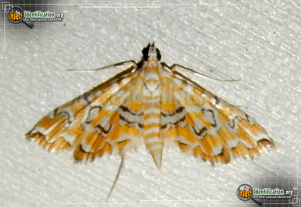 Full-sized image of the Pondside-Pyralid-Moth