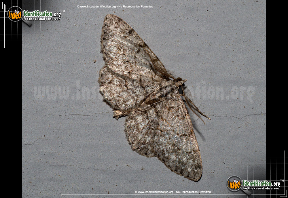 Full-sized image #2 of the Porcelain-Gray-Moth