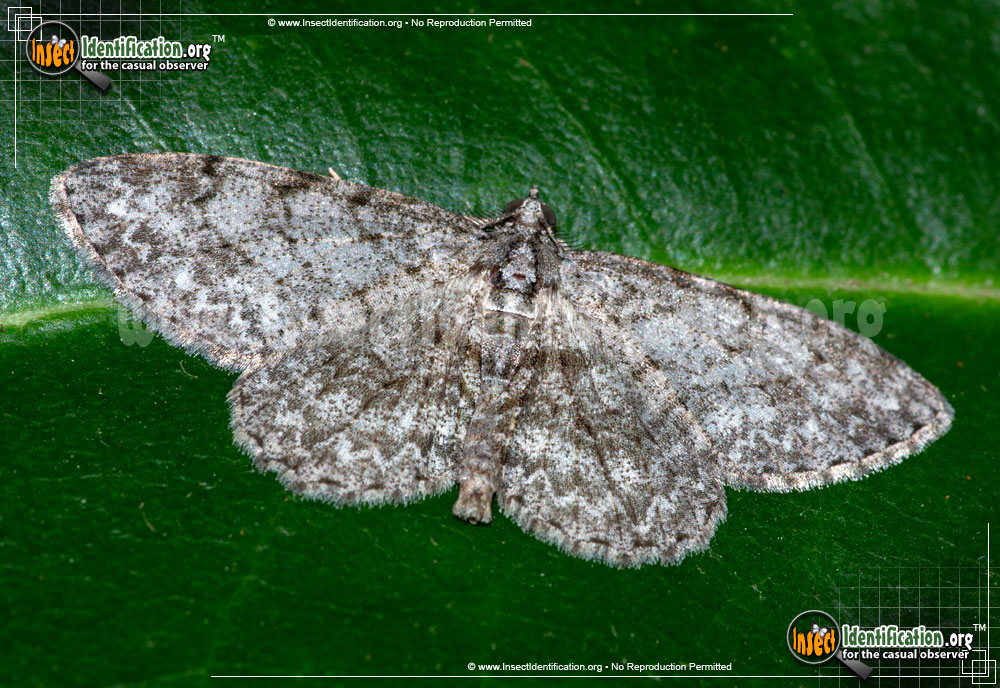 Full-sized image of the Porcelain-Gray-Moth