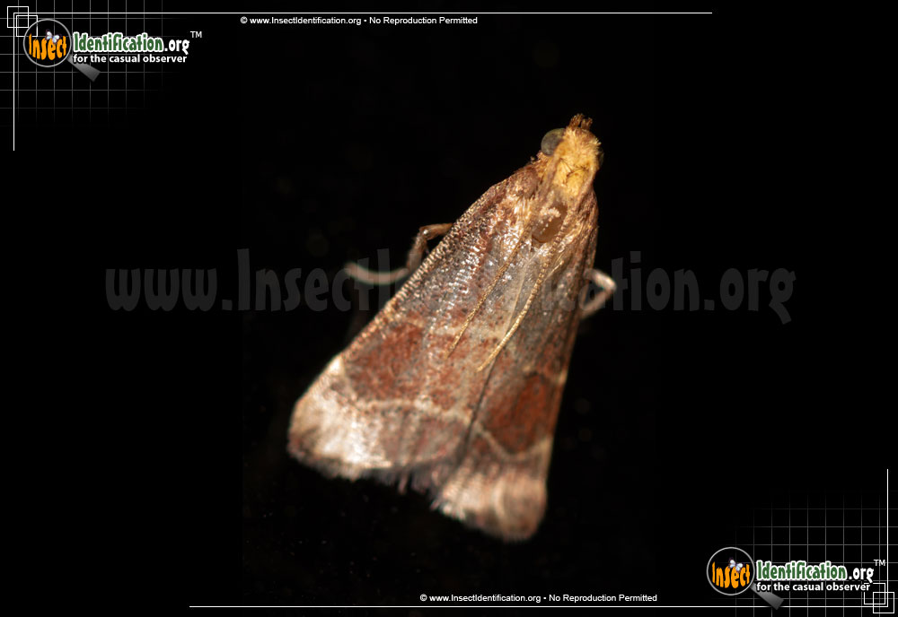 Full-sized image of the Posturing-Arta-Moth
