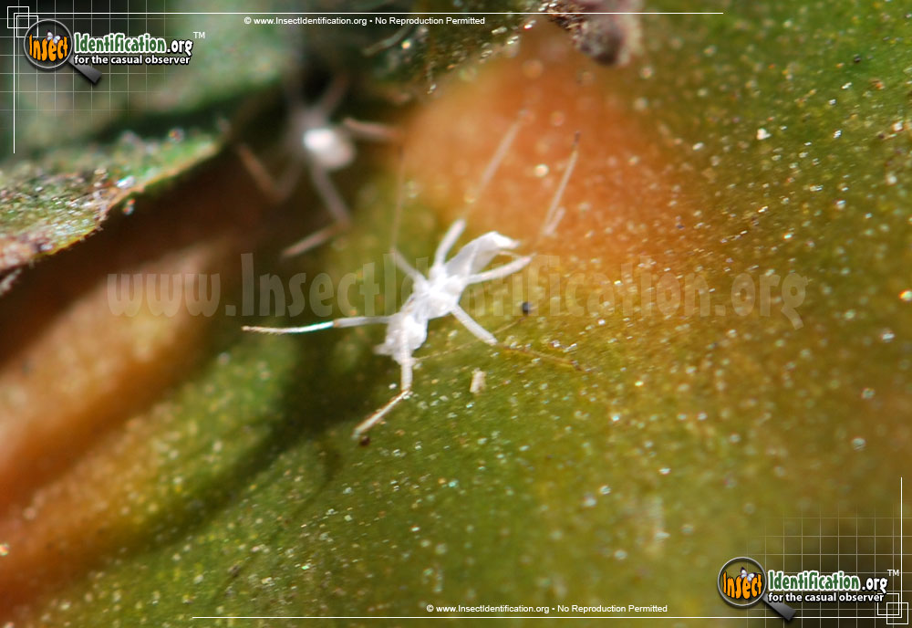 Full-sized image #2 of the Potato-Aphid