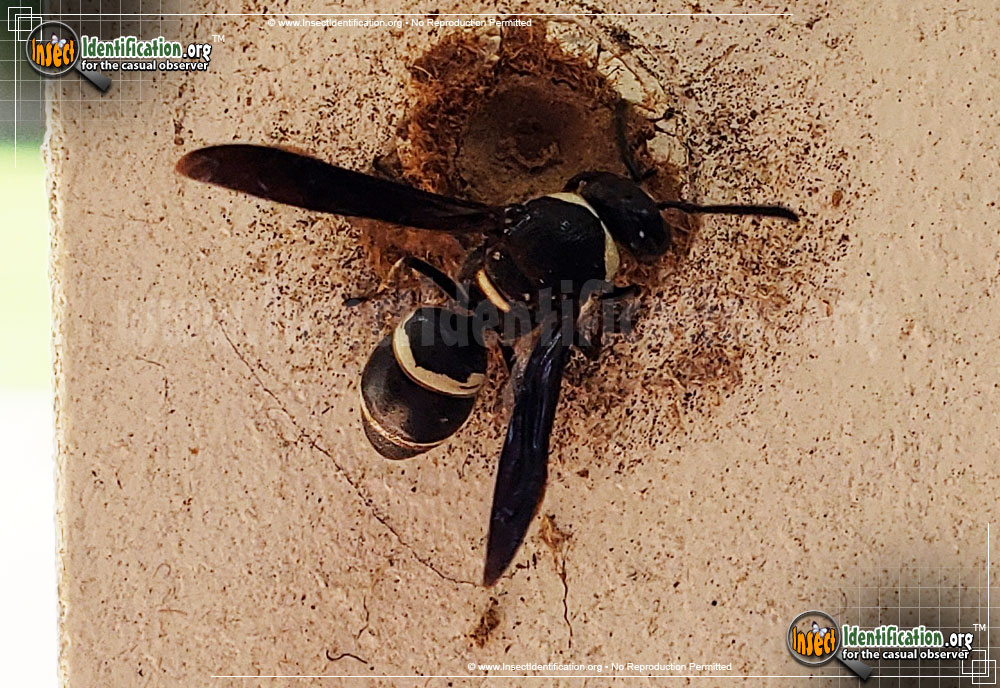 Full-sized image #2 of the Potter-Wasp-Eudoynerus