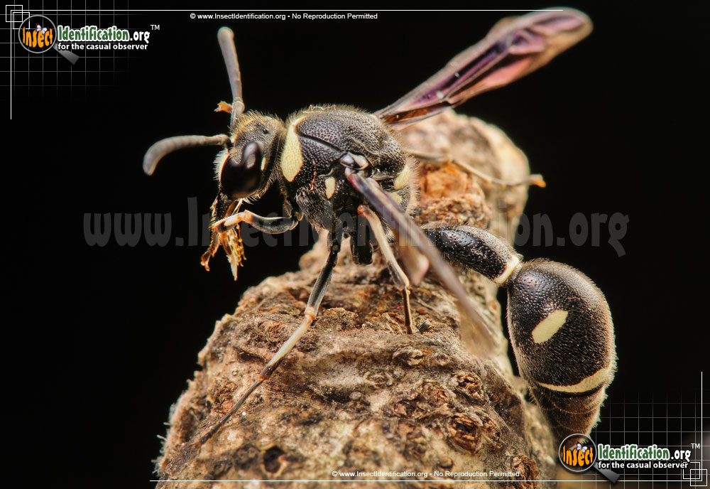 Full-sized image of the Potter-Wasp