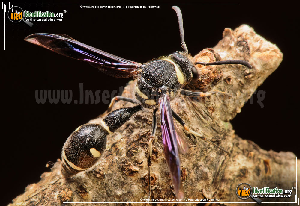 Full-sized image #2 of the Potter-Wasp