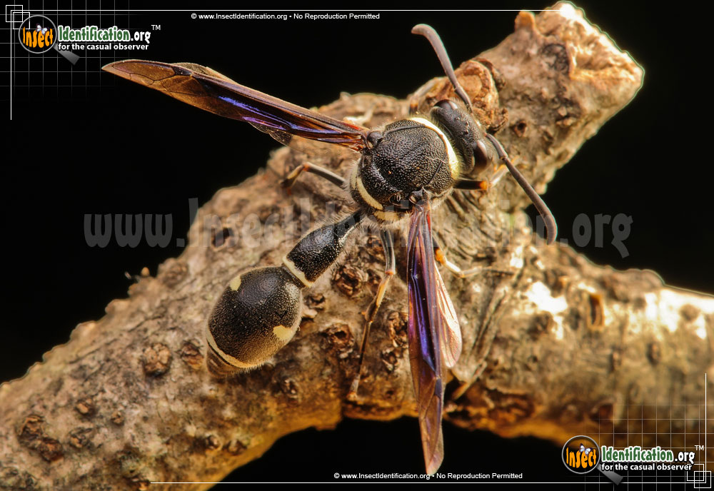 Full-sized image #3 of the Potter-Wasp